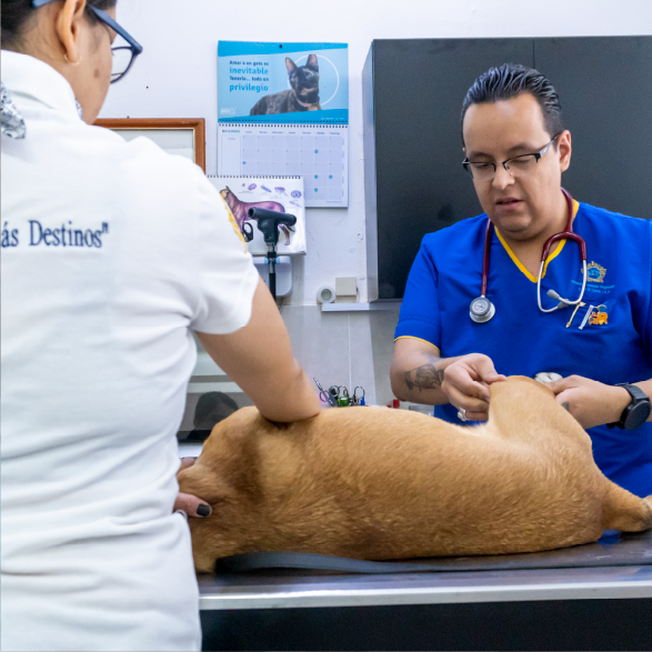 Foto de dos doctores de la Fundación Antonio Haghenbeck revisando a un perro adoptado