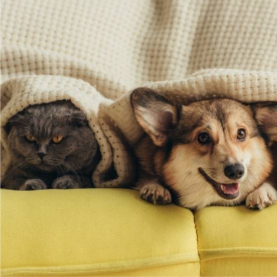 Foto de mascotas adoptadas felices en una casa
