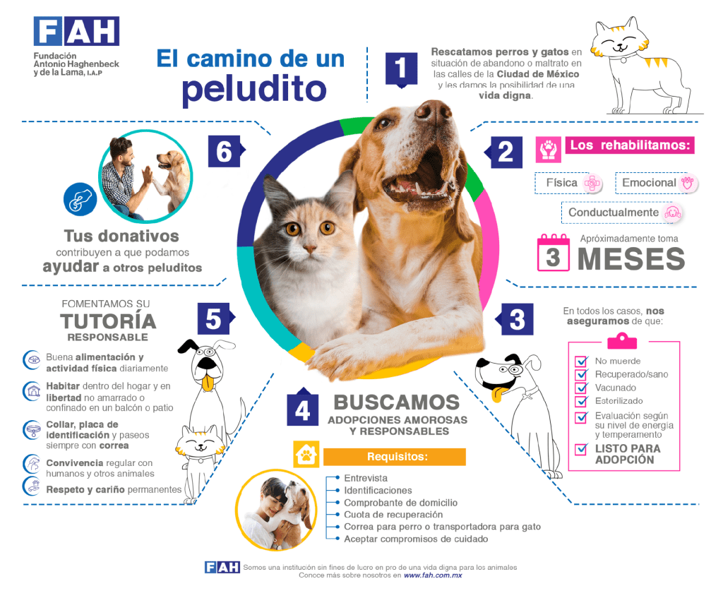 infografía del camino que sigue un perro o gato rescatado con la Fundación Antonio Haghenbeck
