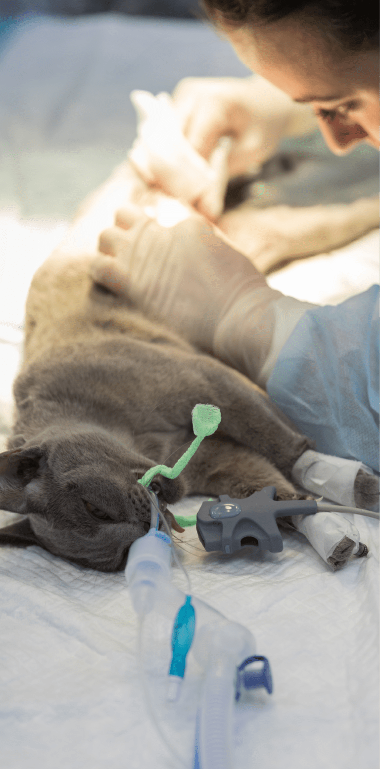 Fotografía de un doctor de Fundación Antonio Haghenbeck estirilizando a un gato