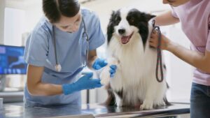 beneficios de la esterilización de perros