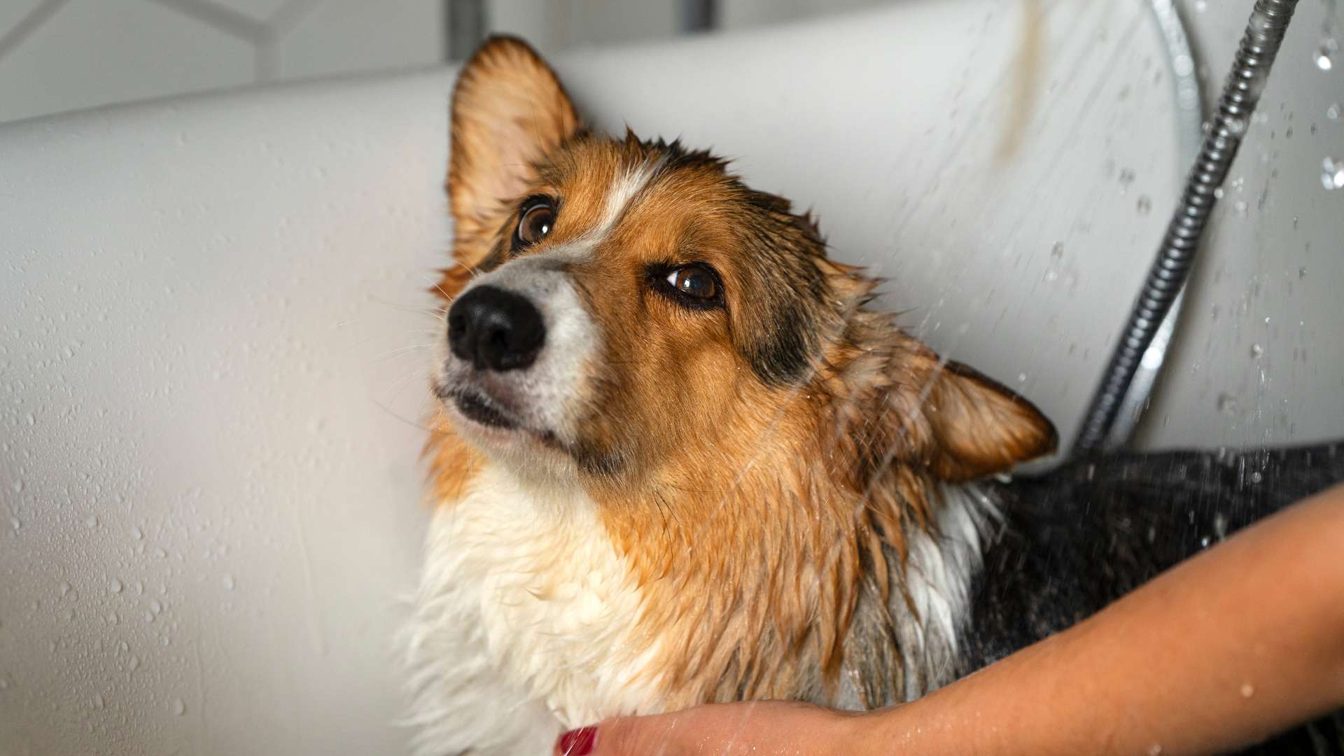 conoce más de un spa para perros