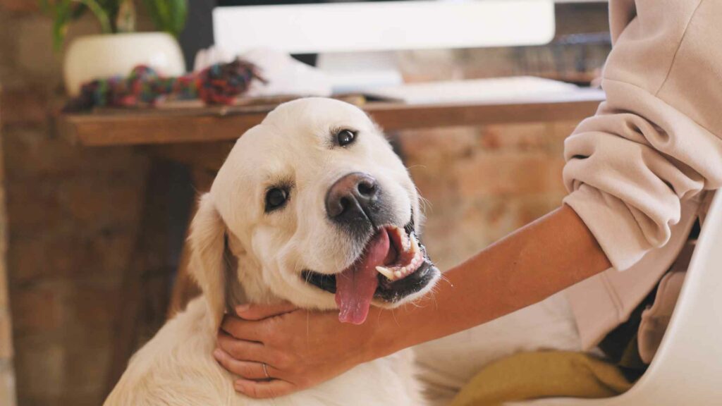 los animales en casa necesitan amor