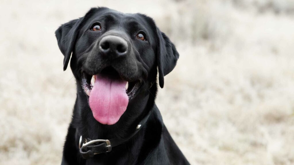 cómo saber si mi perro es feliz. Señales que debes conocer