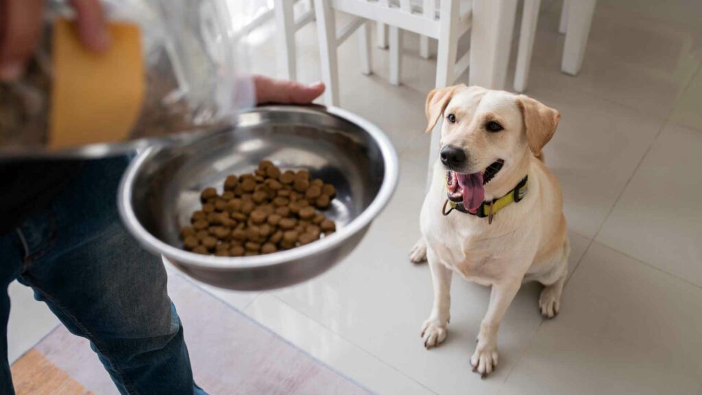 tips para cuidar un perro que debes conocer