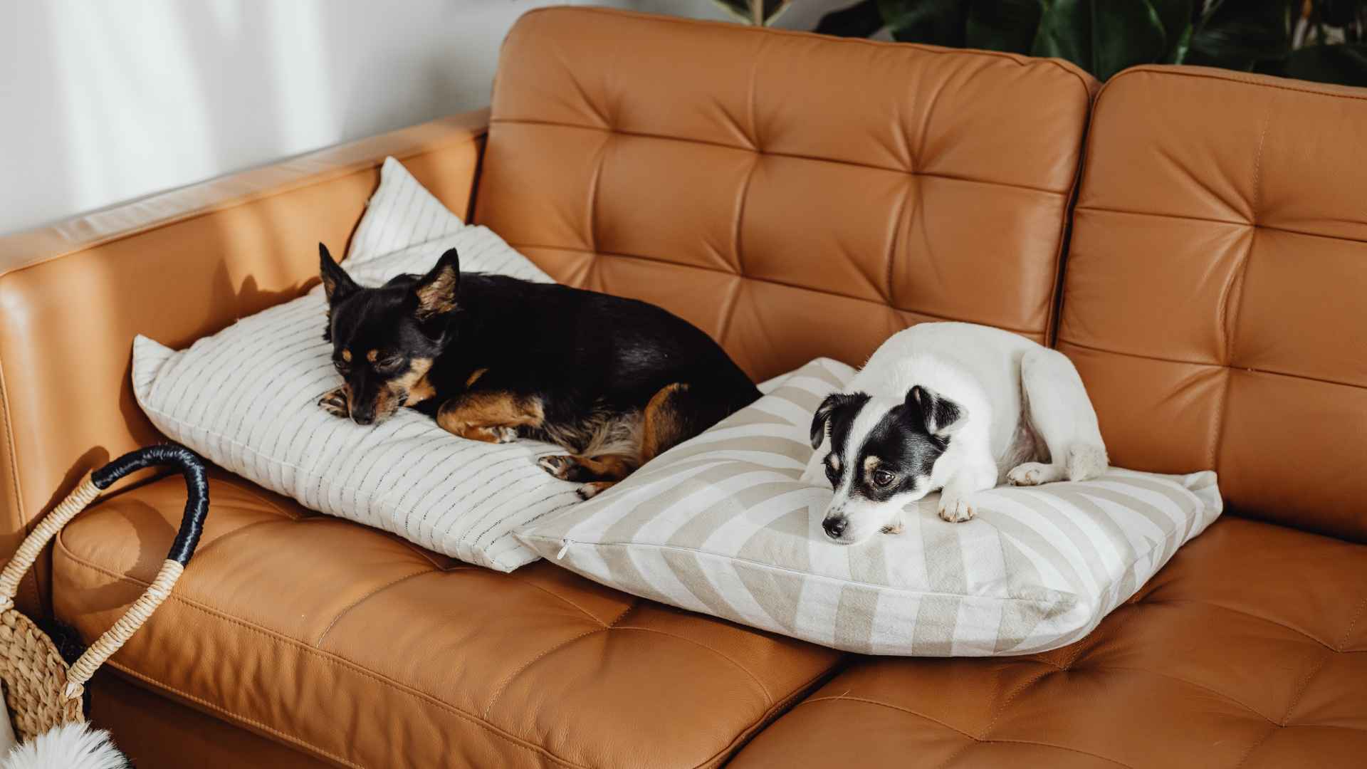 tips para cuidar animales en casa FAH