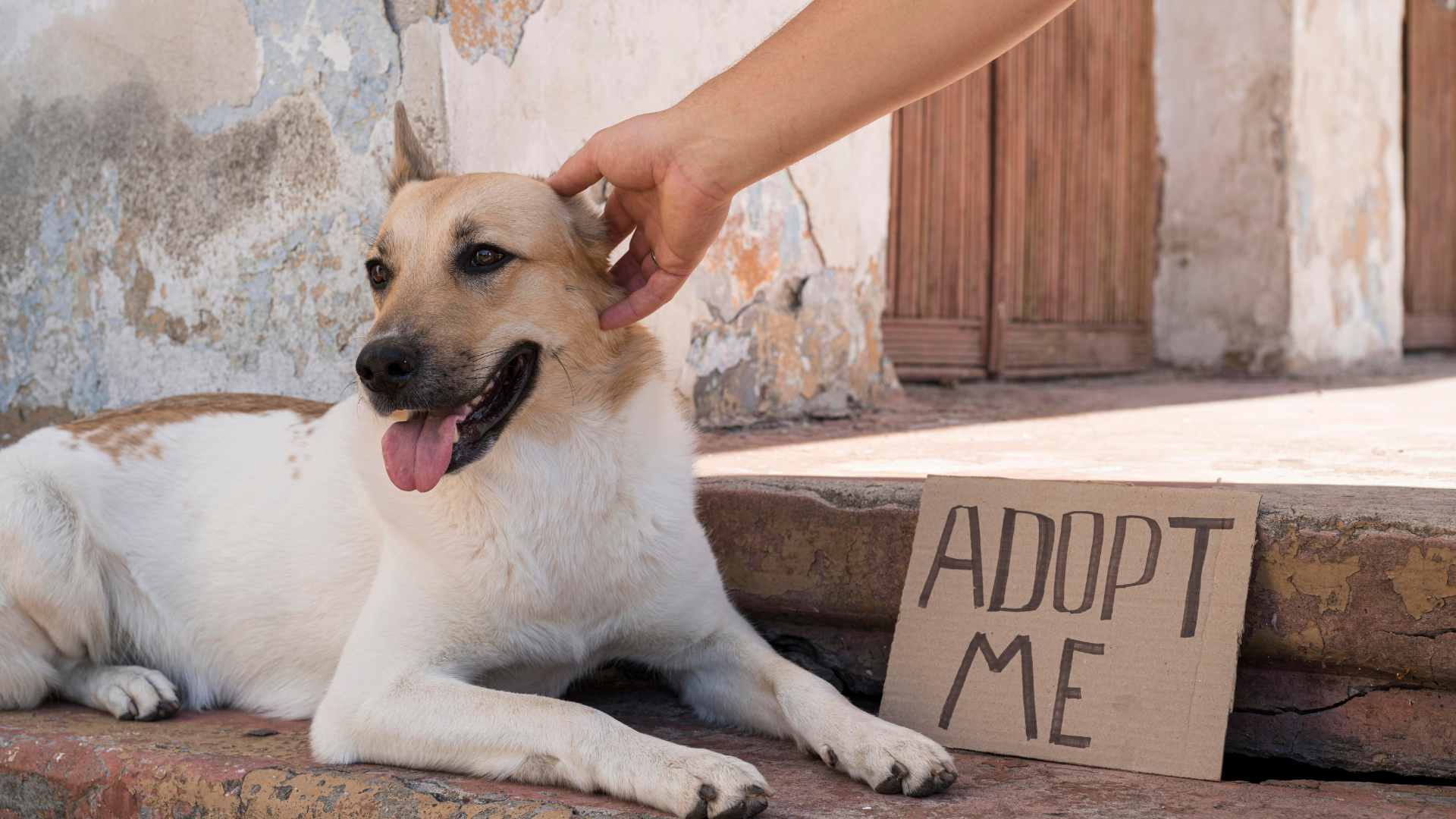 Descubre cuál es el protocolo de adopción de perros