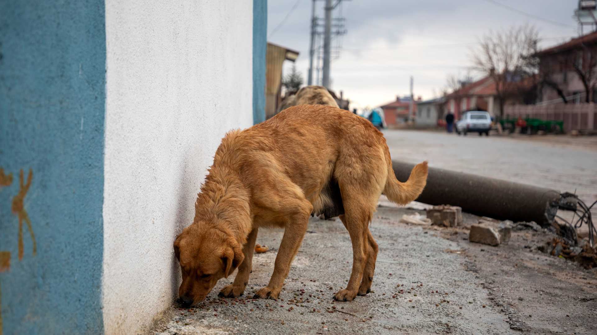 animales en situación de calle