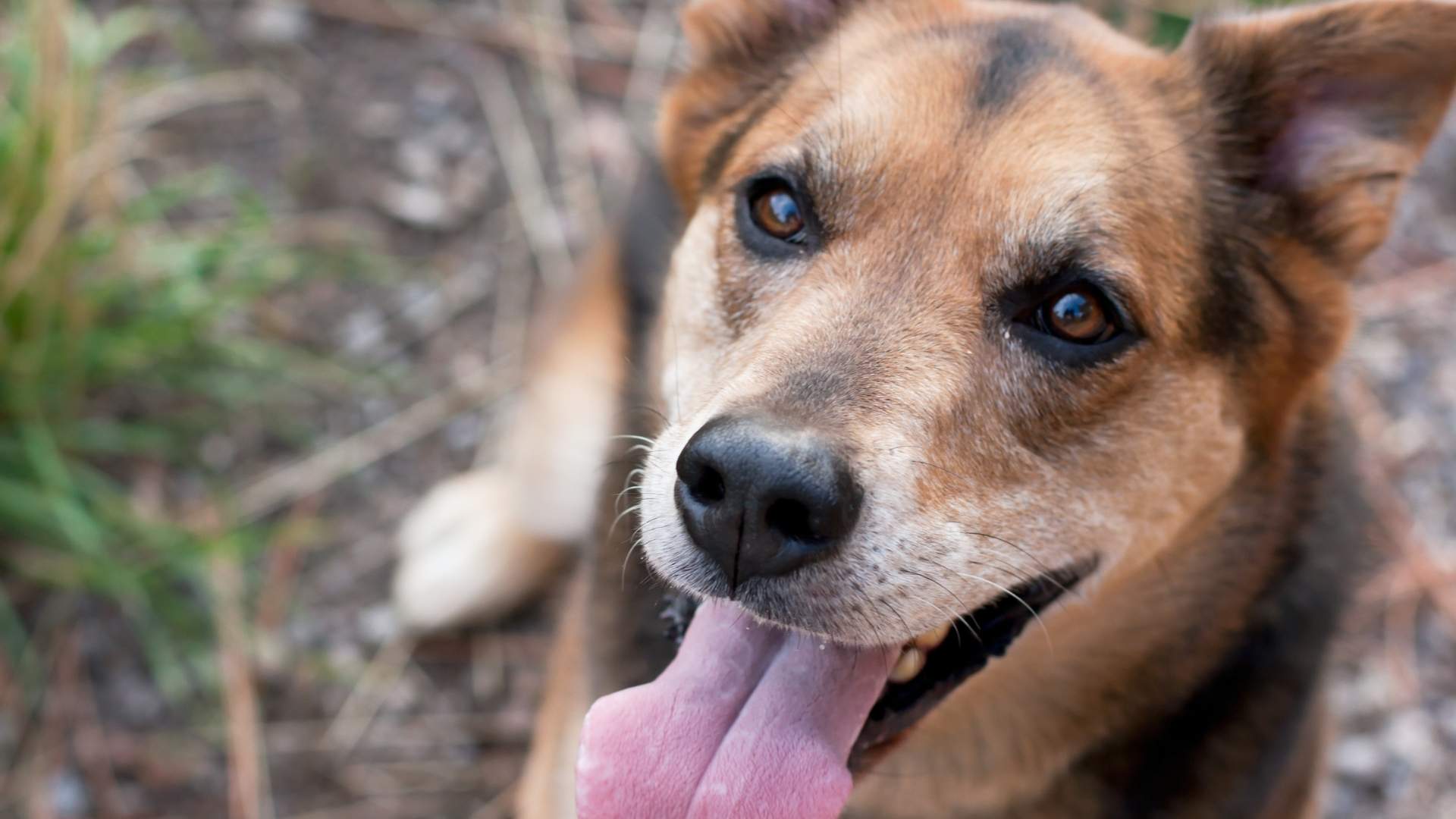 conoce cómo educar a un perro sin violencia