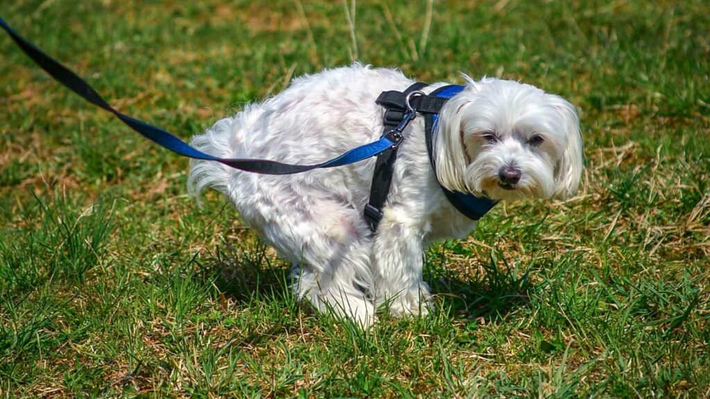 conoce cómo desechar excremento de perro