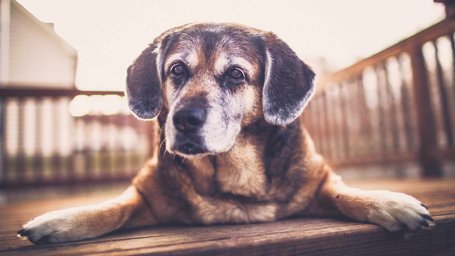 Si su carita ya empieza a estar grisesita, estás frente a uno de los perros senior que van entrando a sus años dorados