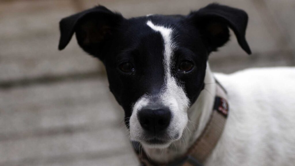 vivir con un perro no solo alegra el corazón, también mejora tu salud física, mental y emocional.