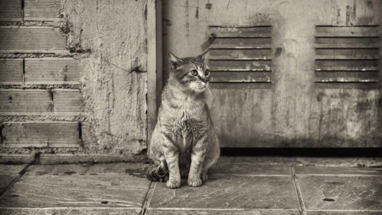 apoya a las causas animales en méxico
