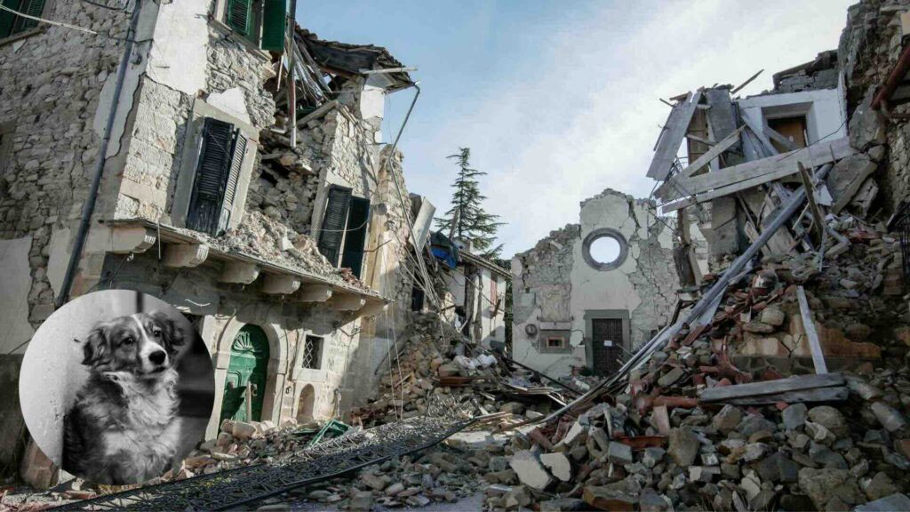 guia para cuidar a los animales en desastres naturales