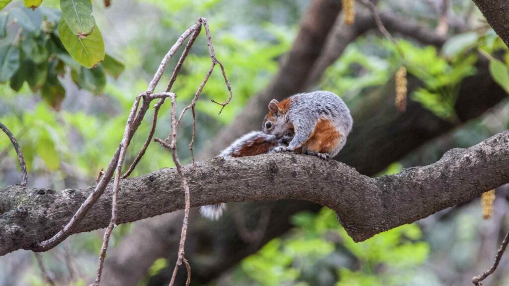 las ardillas son parte de la fauna silvestre en CDMX que debe ser protegida