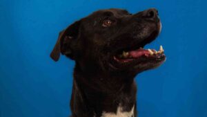 Conoce el verdadero significado de las adopciones responsables