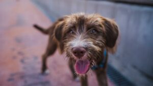 Si estás pensando en darle la oportunidad a un peludo, considera adoptar a un perro mestizo