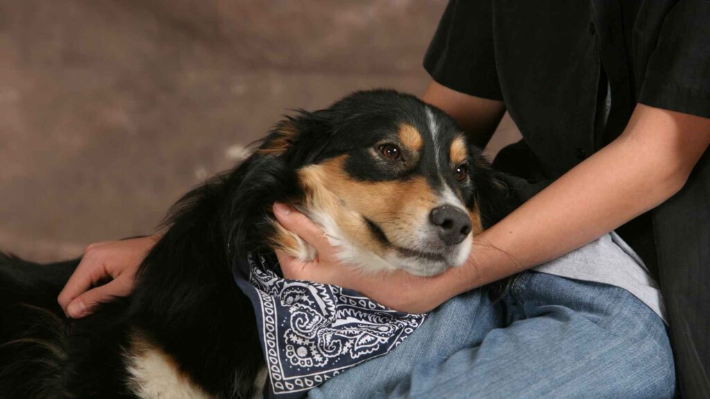 La compañía de un peludo hace que las cosas desaceleren un poco el paso