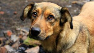 cómo aplicar la maniobra de Heimlich en perros y actuar ante el atragantamiento.