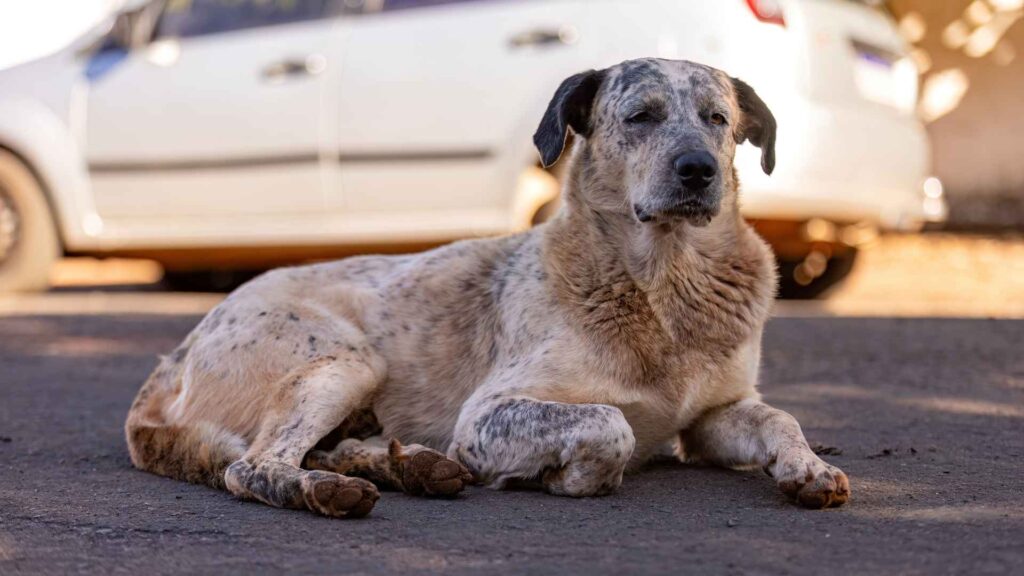 la rehabilitación de perros en situación de calle es importante en nuestra fundación