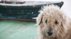 ¿Cuántos animales son abandonados en México, cuáles y qué podemos hacer al respecto?