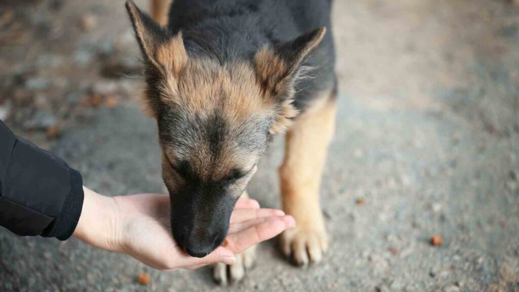 como ayudar a perros de la calle en CDMX