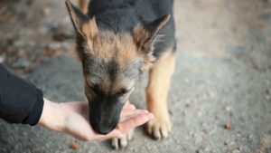 como ayudar a perros de la calle en CDMX