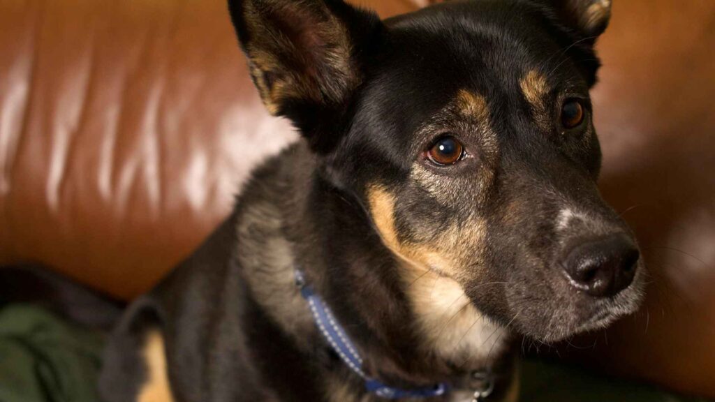 Descubre cómo operan los criaderos de perros en México y por qué están ligados al abandono animal