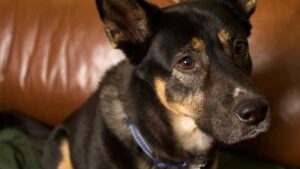 Descubre cómo operan los criaderos de perros en México y por qué están ligados al abandono animal