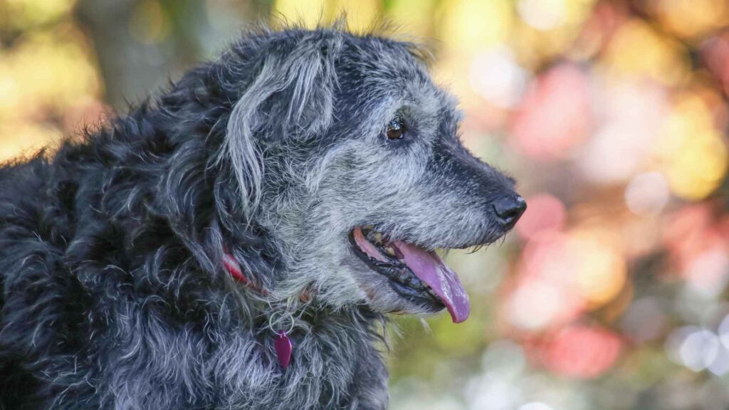 Transportar de forma correcta a un animal de compañía