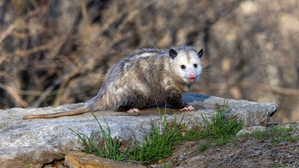 cacomixtle y tlacuache. cómo cuidarlos