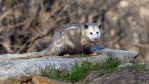 cacomixtle y tlacuache. cómo cuidarlos
