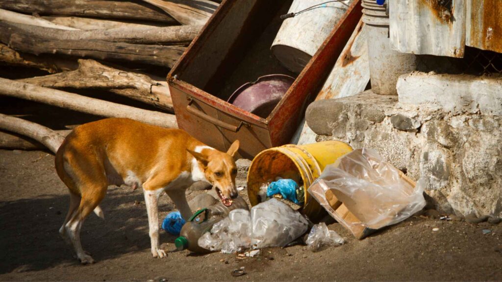 consecuencias ambientales, sociales, de salud y psicológicas del abandono animal en CDMX.