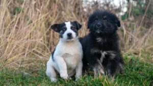 derechos de los animales en México