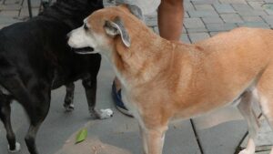 Descubre qué es la esterilización de los animales de compañía, beneficios en salud, convivencia y la verdad detrás de los mitos más comunes.