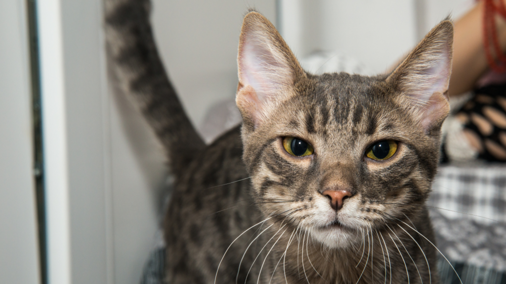 Aprende cómo cuidar gatos en casa, cómo crear un hogar cat-friendly