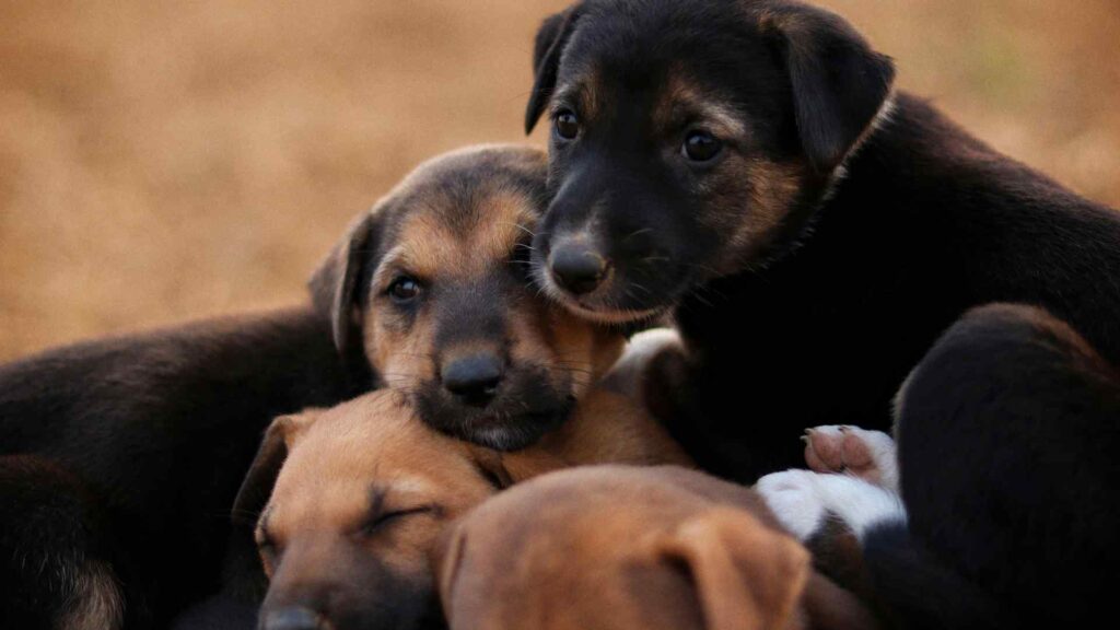 Resolvemos las preguntas frecuentes sobre la esterilización de forma sencilla.