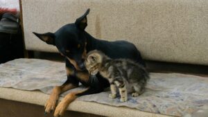 Aprende qué debe incluir un botiquín de primeros auxilios para perros y gatos